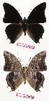  ( - BC-EV0748)  @13 [ ] Unspecified (default): All Rights Reserved  Unspecified Unspecified