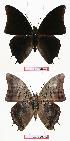  ( - BC-EV0749)  @13 [ ] Unspecified (default): All Rights Reserved  Unspecified Unspecified