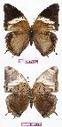 ( - BC-EV0755)  @13 [ ] Unspecified (default): All Rights Reserved  Unspecified Unspecified