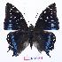  (Charaxes etesipe abyssinicus - BC-EV0760)  @14 [ ] Unspecified (default): All Rights Reserved  Unspecified Unspecified