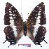  (Charaxes etesipe hercules - BC-EV0762)  @14 [ ] Unspecified (default): All Rights Reserved  Unspecified Unspecified