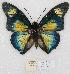  (Charaxes jolybouyeri - BC-EV0770)  @15 [ ] Unspecified (default): All Rights Reserved  Unspecified Unspecified