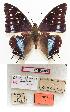  (Charaxes etesipe shaba - BC-EV0804)  @14 [ ] Unspecified (default): All Rights Reserved  Unspecified Unspecified