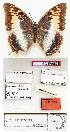  (Charaxes plantroui - BC-EV0823)  @13 [ ] Unspecified (default): All Rights Reserved  Unspecified Unspecified