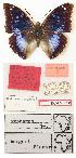  (Charaxes xiphares bergeri - BC-EV0828)  @14 [ ] Unspecified (default): All Rights Reserved  Unspecified Unspecified