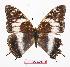  ( - BC-EV0841)  @13 [ ] Unspecified (default): All Rights Reserved  Unspecified Unspecified