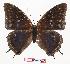 (Charaxes sp - BC-EV0862)  @15 [ ] Unspecified (default): All Rights Reserved  Unspecified Unspecified