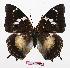  (Charaxes xiphares pennigntoni - BC-EV0891)  @14 [ ] Unspecified (default): All Rights Reserved  Unspecified Unspecified