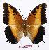  (Charaxes pollux pollux - BC-EV0895)  @14 [ ] Unspecified (default): All Rights Reserved  Unspecified Unspecified