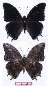  ( - BC-EV0919)  @12 [ ] Unspecified (default): All Rights Reserved  Unspecified Unspecified
