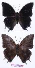  ( - BC-EV0920)  @12 [ ] Unspecified (default): All Rights Reserved  Unspecified Unspecified