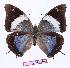  ( - BC-EV0942)  @15 [ ] Unspecified (default): All Rights Reserved  Unspecified Unspecified