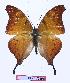  ( - BC-EV0956)  @14 [ ] Unspecified (default): All Rights Reserved  Unspecified Unspecified