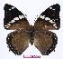  (Charaxes numenes - BC-EV0968)  @15 [ ] Unspecified (default): All Rights Reserved  Unspecified Unspecified