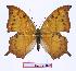  (Charaxes paphianus subpallida - BC-EV0973)  @14 [ ] Unspecified (default): All Rights Reserved  Unspecified Unspecified
