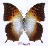  (Charaxes acuminatus kigezia - BC-EV0974)  @14 [ ] Unspecified (default): All Rights Reserved  Unspecified Unspecified