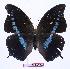  ( - BC-EV0989)  @13 [ ] Unspecified (default): All Rights Reserved  Unspecified Unspecified