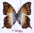  (Palla ussheri - BC-EV1000)  @14 [ ] Unspecified (default): All Rights Reserved  Unspecified Unspecified