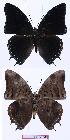  ( - BC-EV1001)  @13 [ ] Unspecified (default): All Rights Reserved  Unspecified Unspecified