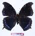  (Charaxes lycurgus bernardiana - BC-EV1004)  @14 [ ] Unspecified (default): All Rights Reserved  Unspecified Unspecified