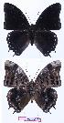  ( - BC-EV1007)  @13 [ ] Unspecified (default): All Rights Reserved  Unspecified Unspecified