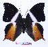  (Palla publius - BC-EV1009)  @13 [ ] Unspecified (default): All Rights Reserved  Unspecified Unspecified