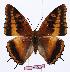  ( - BC-EV1013)  @14 [ ] Unspecified (default): All Rights Reserved  Unspecified Unspecified