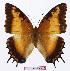  (Charaxes pollux gemius - BC-EV1018)  @13 [ ] Unspecified (default): All Rights Reserved  Unspecified Unspecified