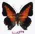  (Charaxes zingha - BC-EV1022)  @15 [ ] Unspecified (default): All Rights Reserved  Unspecified Unspecified