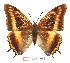  (Charaxes eudoxus musakensis - BC-EV1025)  @14 [ ] Unspecified (default): All Rights Reserved  Unspecified Unspecified