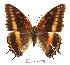  ( - BC-EV1028)  @13 [ ] Unspecified (default): All Rights Reserved  Unspecified Unspecified