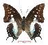  (Polyura - BC-EV1031)  @15 [ ] Unspecified (default): All Rights Reserved  Unspecified Unspecified