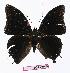  (Charaxes angelae - BC-EV1045)  @14 [ ] Unspecified (default): All Rights Reserved  Unspecified Unspecified