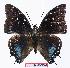  (Charaxes etesipe pemba - BC-EV1062)  @13 [ ] Unspecified (default): All Rights Reserved  Unspecified Unspecified