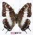  ( - BC-EV1063)  @13 [ ] Unspecified (default): All Rights Reserved  Unspecified Unspecified