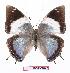  ( - BC-EV1077)  @14 [ ] Unspecified (default): All Rights Reserved  Unspecified Unspecified