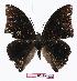  ( - BC-EV1095)  @13 [ ] Unspecified (default): All Rights Reserved  Unspecified Unspecified
