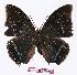  ( - BC-EV1098)  @13 [ ] Unspecified (default): All Rights Reserved  Unspecified Unspecified
