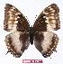  ( - BC-EV1102)  @13 [ ] Unspecified (default): All Rights Reserved  Unspecified Unspecified