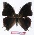  ( - BC-EV1103)  @14 [ ] Unspecified (default): All Rights Reserved  Unspecified Unspecified