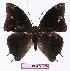  ( - BC-EV1106)  @14 [ ] Unspecified (default): All Rights Reserved  Unspecified Unspecified
