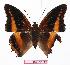  ( - BC-EV1117)  @13 [ ] Unspecified (default): All Rights Reserved  Unspecified Unspecified
