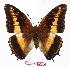  ( - BC-EV1118)  @14 [ ] Unspecified (default): All Rights Reserved  Unspecified Unspecified