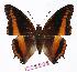  ( - BC-EV1119)  @14 [ ] Unspecified (default): All Rights Reserved  Unspecified Unspecified