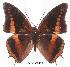  (Charaxes eudoxus lequexi - BC-EV0010)  @14 [ ] Unspecified (default): All Rights Reserved  Unspecified Unspecified