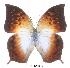  ( - BC-EV0016)  @14 [ ] Unspecified (default): All Rights Reserved  Unspecified Unspecified