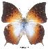  ( - BC-EV0017)  @14 [ ] Unspecified (default): All Rights Reserved  Unspecified Unspecified