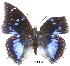  (Charaxes xiphares burgessi - BC-EV0033)  @13 [ ] Unspecified (default): All Rights Reserved  Unspecified Unspecified