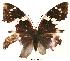  ( - BC-EV0038)  @12 [ ] Unspecified (default): All Rights Reserved  Unspecified Unspecified