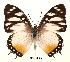  (Charaxes lydiae - BC-EV0064)  @14 [ ] Unspecified (default): All Rights Reserved  Unspecified Unspecified